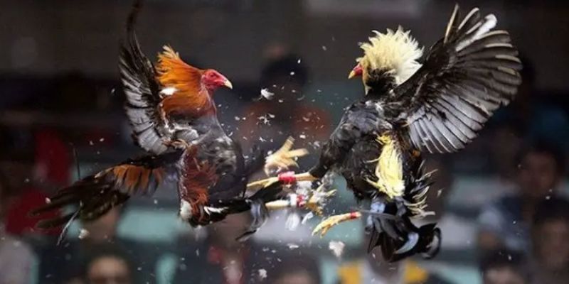 Đá Gà Cựa Sắt - Hình Thức Giải Trí Hấp Dẫn Tại RR88 2025 Lưu ý khi trải nghiệm đá gà cựa cần phải nắm tại RR88