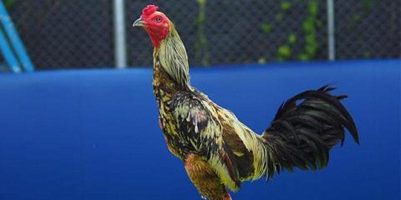 Gà Chọi Đẹp - Điểm Danh Chiến Kê Thu Hút Nhất Hiện Nay Gà chọi đẹp Thái Lan