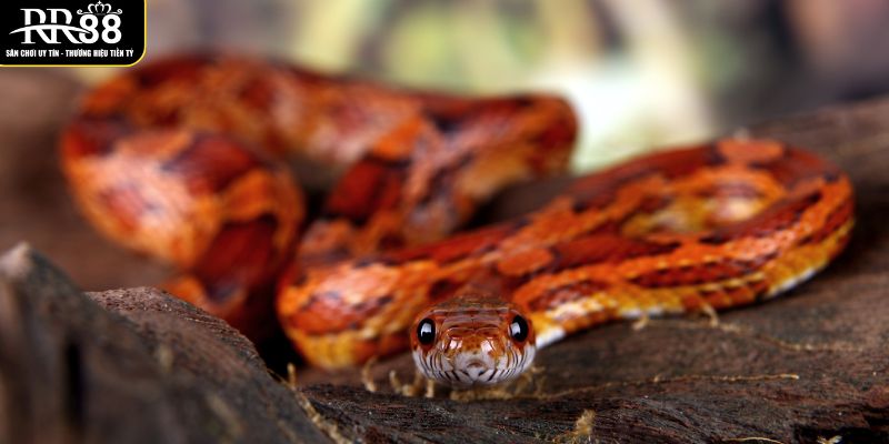 Mơ Thấy Rắn Là Điềm Gì? Dự Báo Xuất Hiện Trong Tương Lai luan-giai-chi-tiet-ve-giac-mong-thay-ran