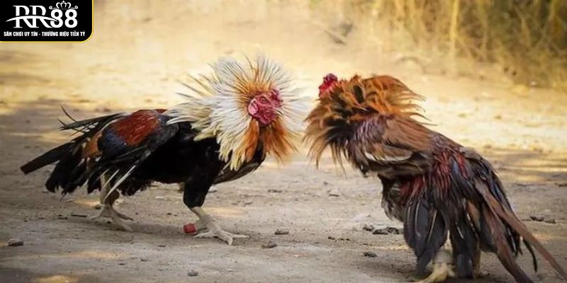 Trực Tiếp Đá Gà Đòn C1 Hôm Nay Tại Nhà Cái Uy Tín RR88 chi-tiet-cach-de-dat-cuoc-an-toan-khi-xem-da-ga-c1-tai-rr88