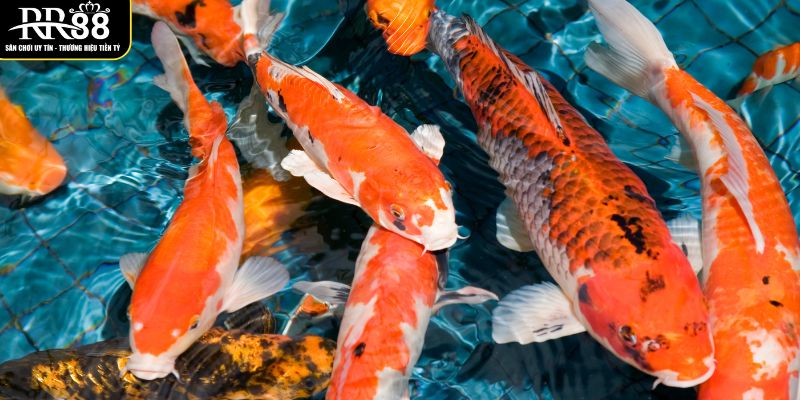 y-nghia-tung-truong-hop-mo-thay-ca